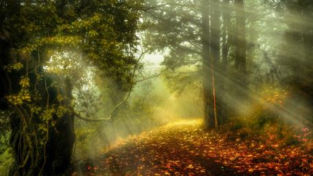 Mystical autumn sun rays in the forest wallpaper
