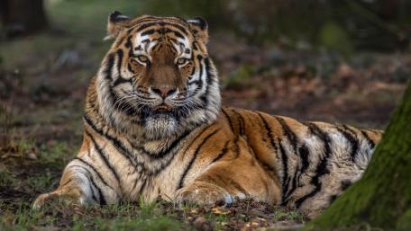 Siberian tiger wallpaper