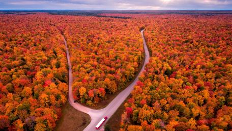Michigan autumn forest wallpaper