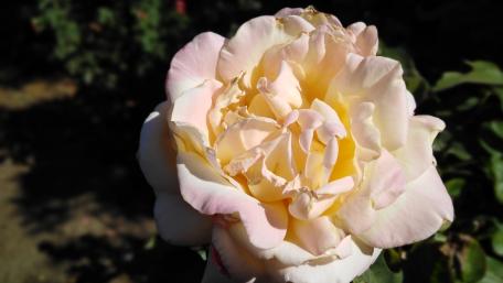 Elegant Blush Rose Blooming in Soft Light wallpaper