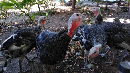 Turkeys foraging in a sunny garden setting wallpaper
