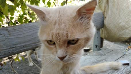 Soft-Furred Cat Captured in Thoughtful Moment wallpaper