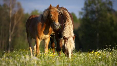 Horses wallpaper