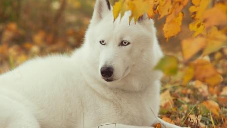 Siberian Husky wallpaper