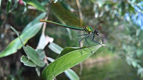 Stunning Dragonfly Captivating Nature’s Beauty in 4K Quality wallpaper