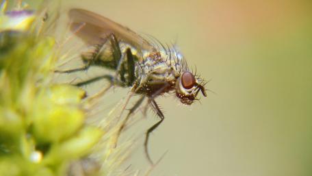 Macro World wallpaper