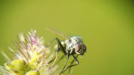 Macro world wallpaper