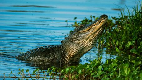 Alligator in Serene Waterscape wallpaper
