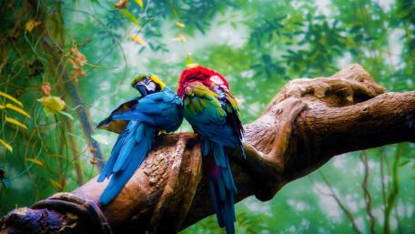 Macaw wallpaper