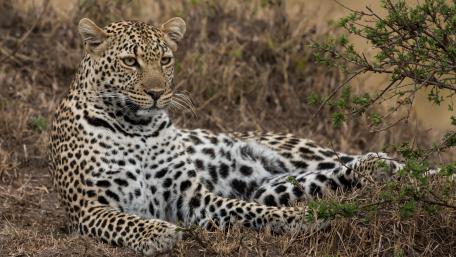 Resting leopard wallpaper