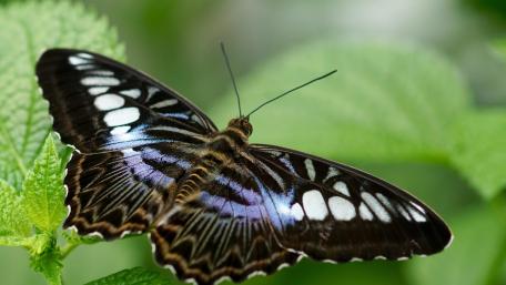 Butterfly on a green leaf wallpaper