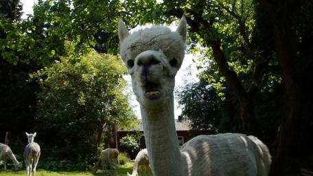 Alpaca at breakfast wallpaper