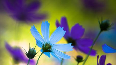 Cosmos flowers wallpaper