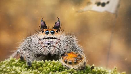 Fuzzy Spider in Macro Perspective wallpaper