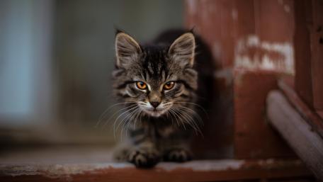 Adorable Tabby Kitten Focusing on Playtime wallpaper