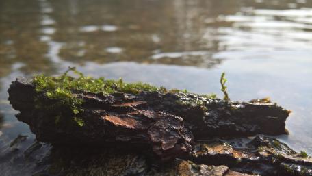 Serenity of Nature's Edge wallpaper