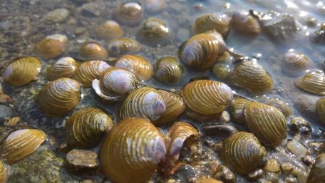Shells wallpaper
