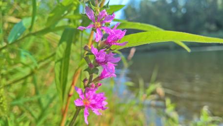 Vibrant Wildflowers by the Water’s Edge wallpaper