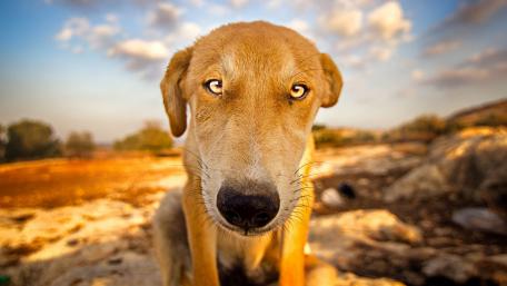 Golden Dog's Intense Gaze wallpaper