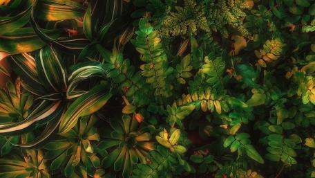 Mini Jungle wallpaper