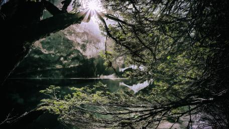 Sunlight Through the Trees Creates a Serene Atmosphere wallpaper
