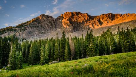 Field near the pine forest wallpaper