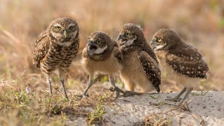 Curious Owlets in the Wild wallpaper