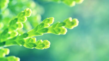 Green buds wallpaper
