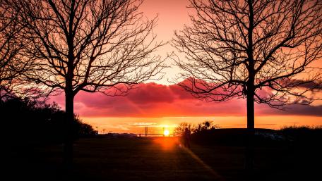 Trees silhouettes wallpaper