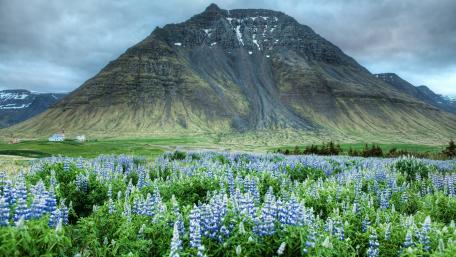 Valley of Flowers National Park in the Himalayas wallpaper