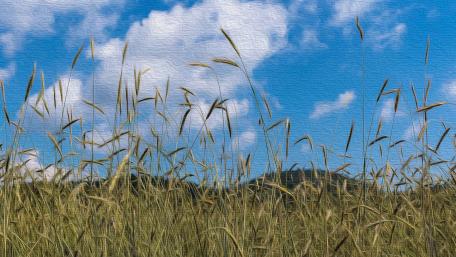 Wheatfield- Oil on Canvas wallpaper