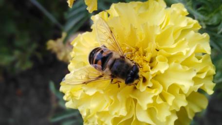 Buzzing Beauty in Blooming Garden wallpaper