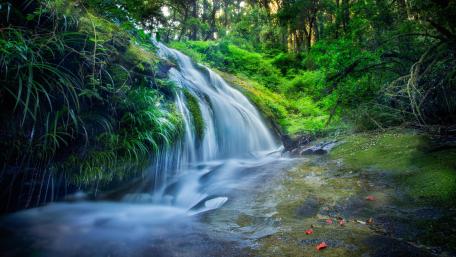 Waterfall in the thick green forest wallpaper