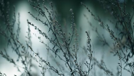 Plant with blurry background wallpaper