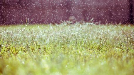Gentle Raindrops on Lush Meadowscape wallpaper