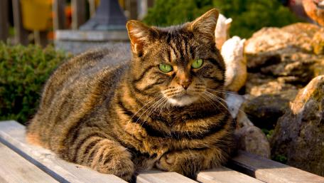Fat cat with green eyes wallpaper