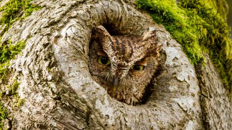 Western Screech Owl wallpaper