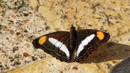 Butterfly on a stone wallpaper