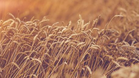Grass close up wallpaper