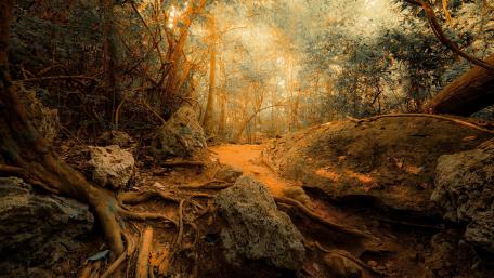 Roots among the rocks wallpaper