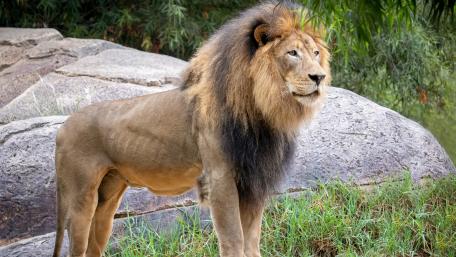 East African lion wallpaper