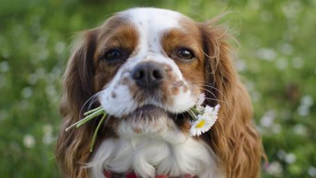 Cavalier King Charles Spaniel with flowers in his mouth wallpaper
