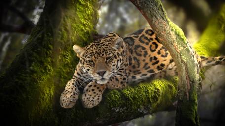 African leopard wallpaper