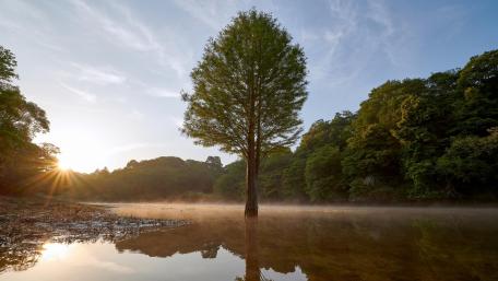 Lone Tree in Serene Waterscape wallpaper