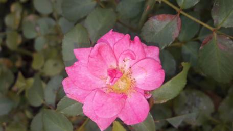 Pink rose wallpaper