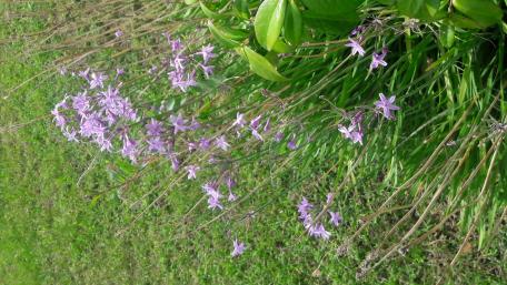Delicate Purple Blooms in Greenery wallpaper