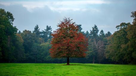 Lone autumn tree wallpaper