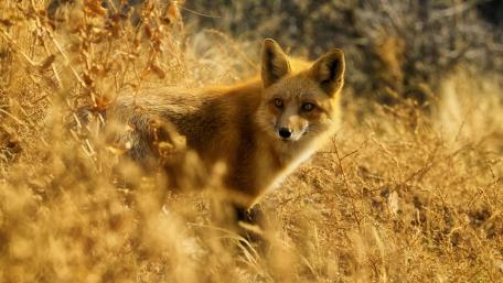 Red fox wallpaper
