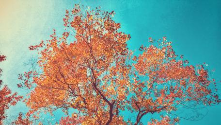 Vibrant Autumn Tree Against a Clear Sky wallpaper