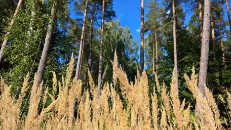 Golden Grasses Among Tall Trees Under Bright Blue Sky wallpaper